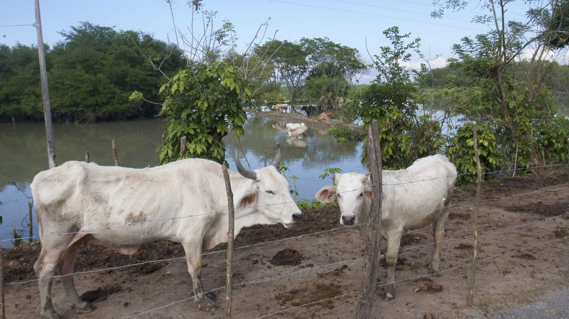 cabezas de ganado CUARTOSCURO